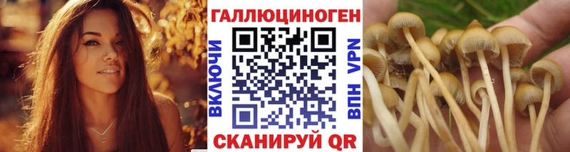 закладка  Воркута  Псилоцибиновые грибы прущие грибы 